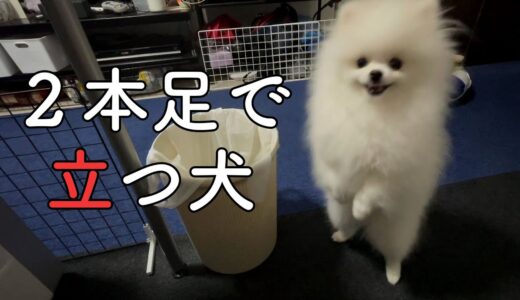 【驚愕】笑いながら２本足で立つ犬