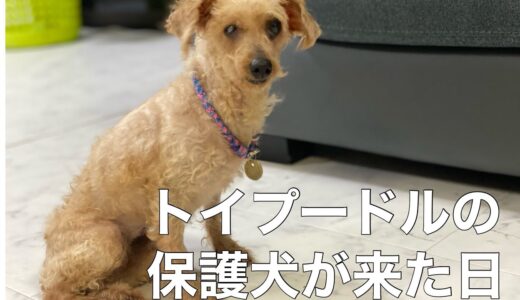 【保護犬】トイプードルの保護犬が来た日