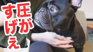 犬が飼い主にプレッシャーを与える時