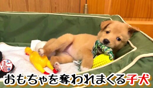 【捨て犬　子犬　保護】側溝に落ちていた子犬　大型犬に何度も奪われる子犬