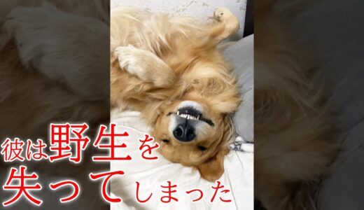 人間界に長く居すぎた大型犬の末路・・・【#shorts】