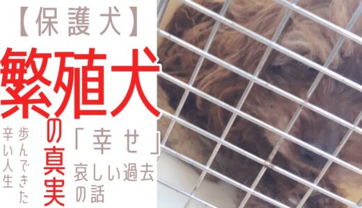 【保護犬預かりvlog】繁殖犬の真実　悲しい過去の話