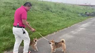 犬🐕の散歩　柴犬たち可愛すぎる🐕