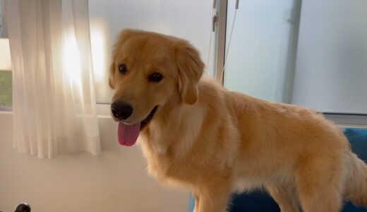 ごはん前に、よく犬は回転しますか？