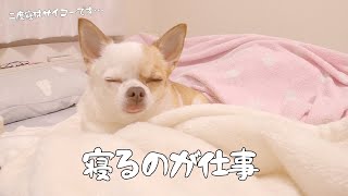 ママと犬の休日二度寝ルーティン