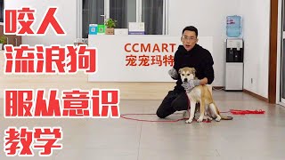 训犬实用教学丨咬人流浪狗怎么训练才会变乖？第三步训练服从指令：绝对服从意识【犬道app】