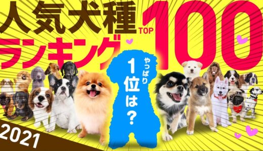 【2021】❤️人気犬種ランキングTOP100（JKC年間犬籍登録頭数）