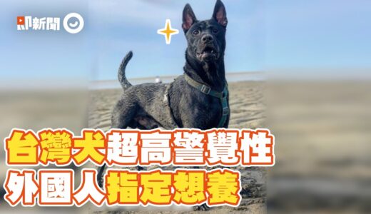 絕對忠誠！台灣犬警覺性強&大膽　外國人指定想養｜寵物｜狗｜台灣土狗｜福爾摩沙犬｜台灣特有品種犬