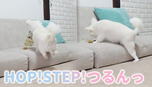 興奮して足を滑らせるチワワ犬の可愛いおしり♥【こいぬすてっぷ】