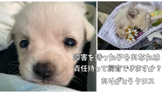 【保護犬】６頭同時に生まれたけどクロスだけ大きくなりませんでした。がんばったね。大好きだよ。ありがとう。