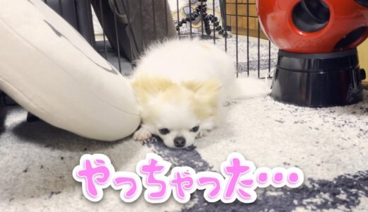 久しぶりの失敗で自己嫌悪に陥る犬ｗ