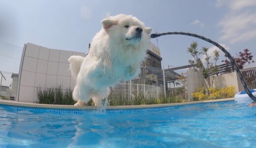 【60㎏超】超大型犬のド迫力な飛び込み！