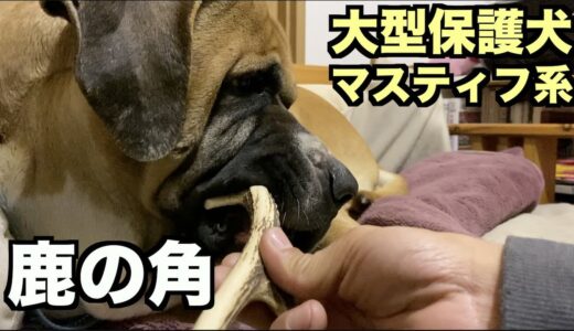 大型マスティフ系保護犬・鹿の角あげてみた【39 41日目】