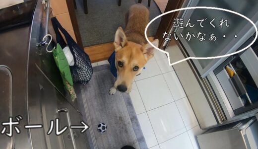 遊んで欲しい元保護犬が可愛すぎる！