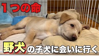 【野犬】保護犬の子犬に会いに行ってきた！想像以上に可愛いかった トイプードル/マルプー