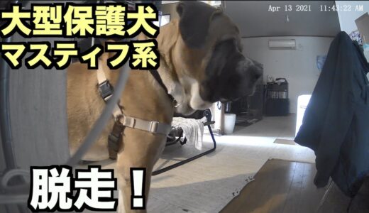 大型マスティフ系保護犬・脱走【25日目】