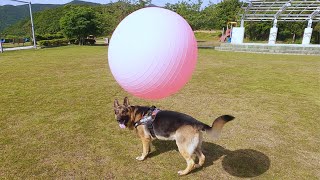 大型犬をバランスボールで遊ばせた結果www