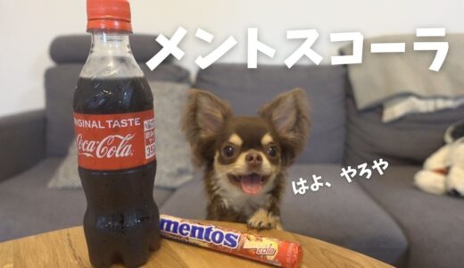 【衝撃】犬が初めてメントスコーラを見た反応が可愛過ぎた..