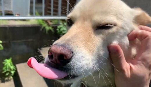 今日も元気な白い犬とキレイ好きな猫