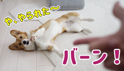 撃つ前に倒れるコーギー【犬芸バーン】