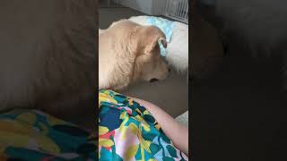 戯れてたら本気で怒られて死ぬほど落ち込む犬#shorts