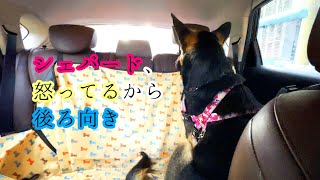 雨が降ってきたので散歩を中止したらシェパード犬が怒って車内で後ろ向きに座りました【German Shepherd】 My Dog Gets Angry and Sits Backwards