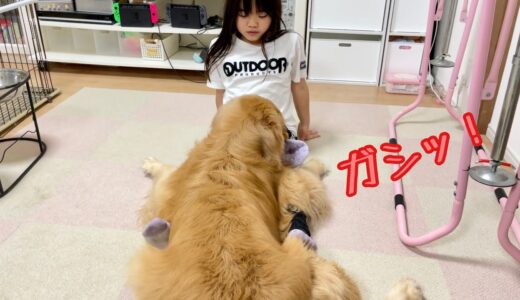 姉のことが好きすぎて離れたくない大型犬がこちら。ゴールデンレトリバーのクッキーとミニチュアダックスフンドの子犬ショコラとの幸せな日常