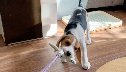 先住犬の遊びの誘いを断る子犬【ビーグル多頭飼い】Beagle Puppy