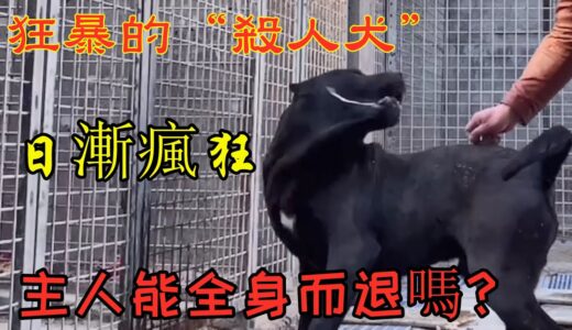 “杀人犬”异常狂暴，疯狂挑衅，主人能控制住它吗？太紧张了