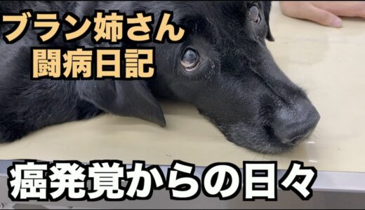 大型犬・癌が見つかってからの日々【ブラン姉さん闘病日記】