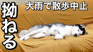 雨で散歩に行けなくなり拗ねる4頭の大型犬