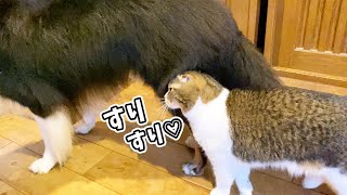 🐈犬の親友との再会が嬉しくてスリスリしちゃった猫