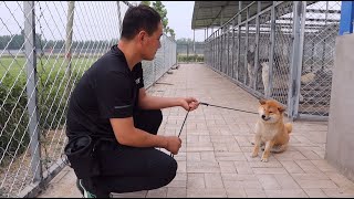 个子不大，脾气不小，这只倔强的柴犬碰见对手了Small but stubborn Shiba met his opponent