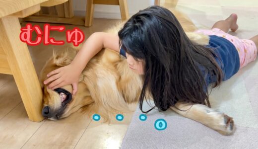 散歩で疲れ果てた大型犬と、動かないのをいい事に、ここぞとばかりにイタズラを仕掛ける嬉しそうな妹。ゴールデンレトリバーのクッキーとミニチュアダックスフンドの子犬ショコラとの幸せな日常