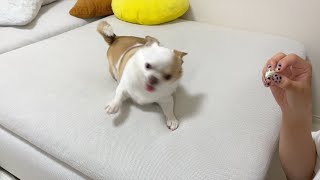 ゴロンを忘れた犬