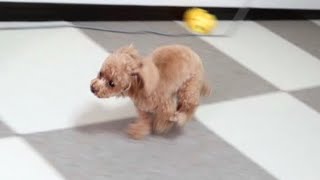 「散歩？」の一言で変なスイッチが入る犬【トイプードルのコロン】