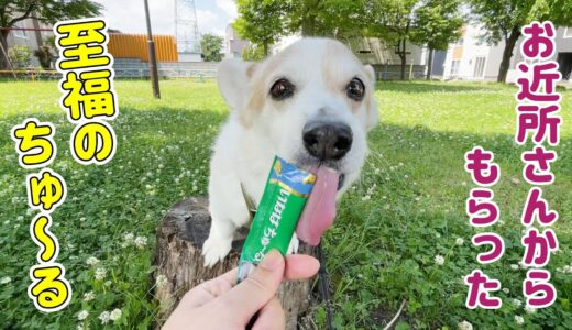 後輩犬には内緒のちゅ～る！【コーギー】