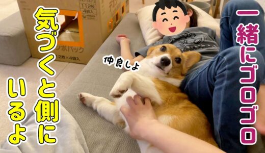 【犬と子供】一緒にゴロゴロしたり遊んだり仲良し兄妹になってきました！