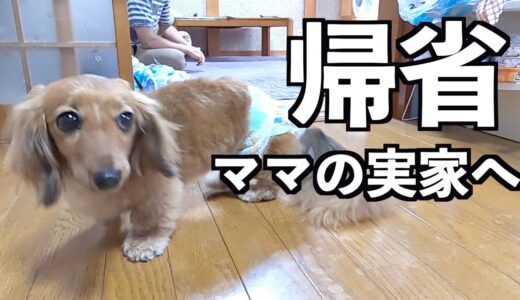 【ママの実家】犬嫌いの父の居る実家へ愛犬を連れて帰りました【カニンヘンダックスえびすの日常】