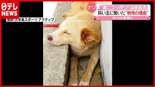 納得の理由とは？ “溝にすっぽり”ハマる犬が話題　沖縄・久米島（2021年6月23日放送「news every.」より）