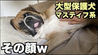 大型マスティフ系保護犬・表情が豊かに❤︎【66 68日目】