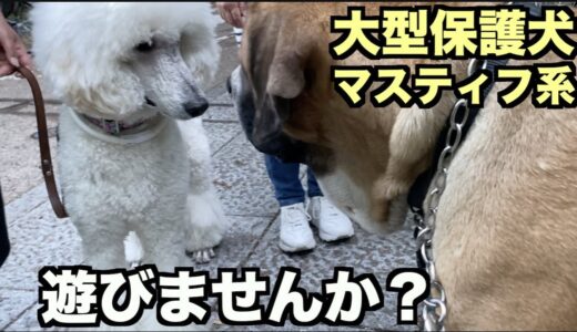 大型マスティフ系保護犬・ワンプロしようぜ！【54 56日目】