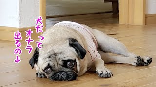 飼い主の愛にはオナラで応えるパグ犬ぷぅPug