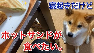 【柴犬】お父さんのホットサンドが焼き上げると一瞬で目覚める犬。