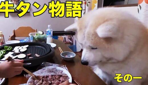 秋田犬そうすけ・牛タン物語・その一美味しい物を求めて【VLOG】