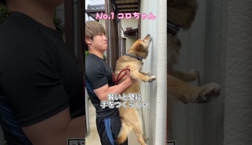 賢い犬は壁に手を付くらしい…#shorts