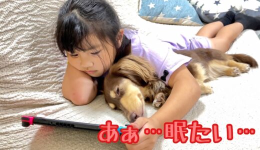 必死に耐えながらも寝落ちする小型犬の幸せそうな寝顔がこちら。ゴールデンレトリバーのクッキーとミニチュアダックスフンドの子犬ショコラとの幸せな日常