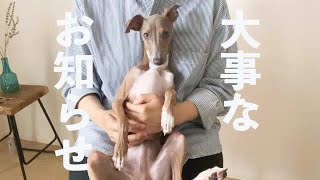 保護犬子犬レモンくんの里親募集について【Day 36】