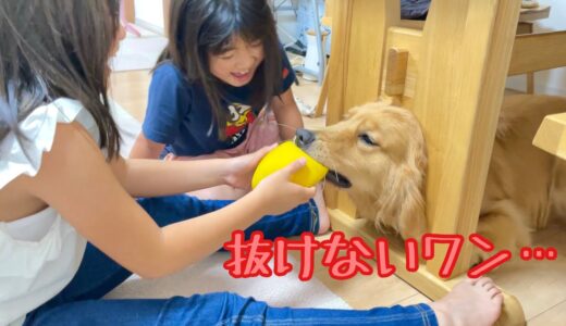 娘達の作戦に見事に「ハマった」大型犬がこちら。ゴールデンレトリバーのクッキーとミニチュアダックスフンドの子犬ショコラとの幸せな日常