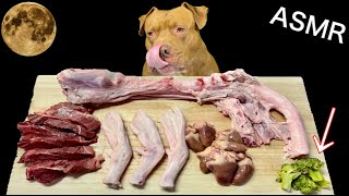 【ASMR】珍しい食材が次々と消えていく‼︎最強な犬ピットブルの咀嚼音が病みつきになる‼︎